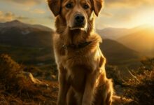 Best dog pattern images