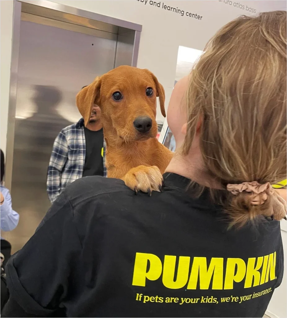 Pumpkin Pet Insurance Unveils Comprehensive Rebrand Featuring a Novel Logo and Brand Identity