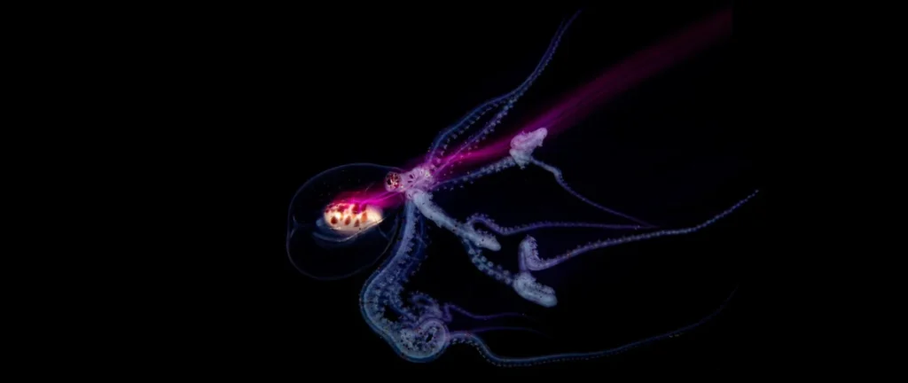 Fourteen-Year-Old Thai Photographer Panitbhand Paribatra Secures Prestigious Hasselblad Masters 2026 Title for Revolutionary Underwater Macro Imagery