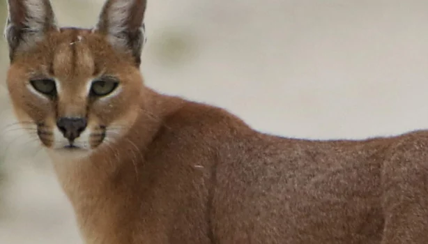 Rare Caracal Sighting in Kuno National Park Signals Potential Habitat Recovery Amidst Cheetah Reintroduction Efforts
