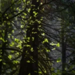 Capturing the Sacred: Lev L. Spiro and the Photographic Exploration of Celtic "Thin Places"