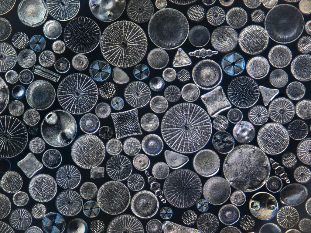 Patterns: Art of the Natural World