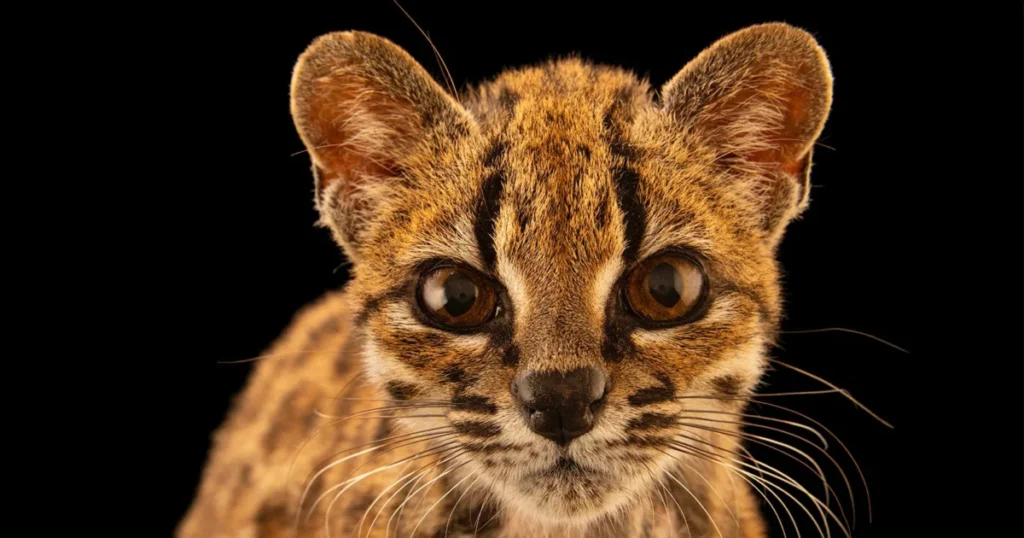 The Discovery of Leopardus tilcayo Marks the First New Wild Cat Species Identified in Over a Century