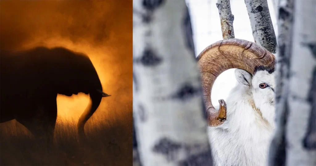 The Magic of Mystery in Contemporary Photography